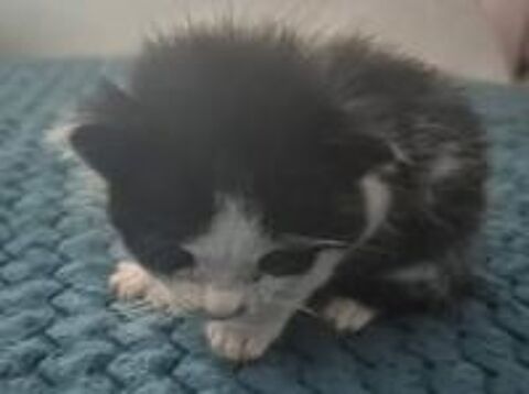   Chat OREO à la réservation 