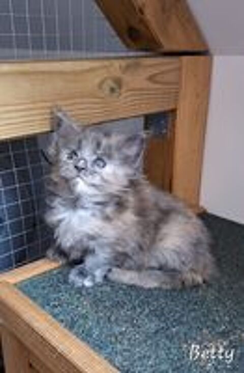   Chaton Maine coon Loof 