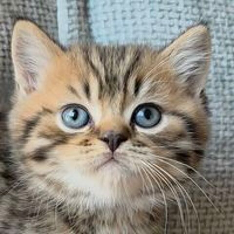   BRITISH SHORTHAIR FEMELLES 