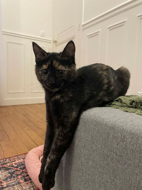 Patti une jolie petite boule de poils d'affection 180 75013 Paris