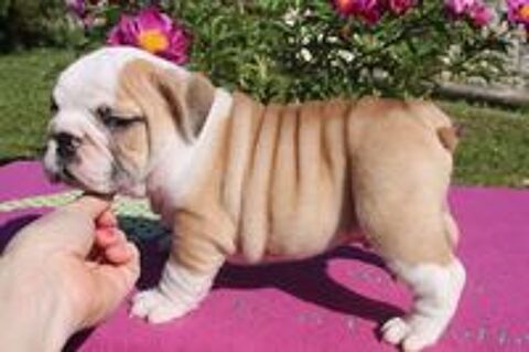   chiots Bulldog anglais LOF excellent ligné 