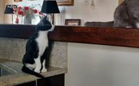  Eliot un petit amour sur pattes 