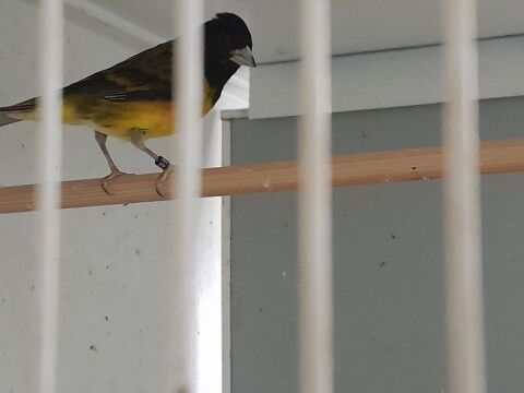 MALE CANARI NOTATA X RAZA 2025 90 95170 Deuil-la-barre