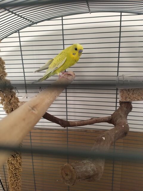 Perruche m&acirc;le ondul&eacute;e  15 17610 Chaniers