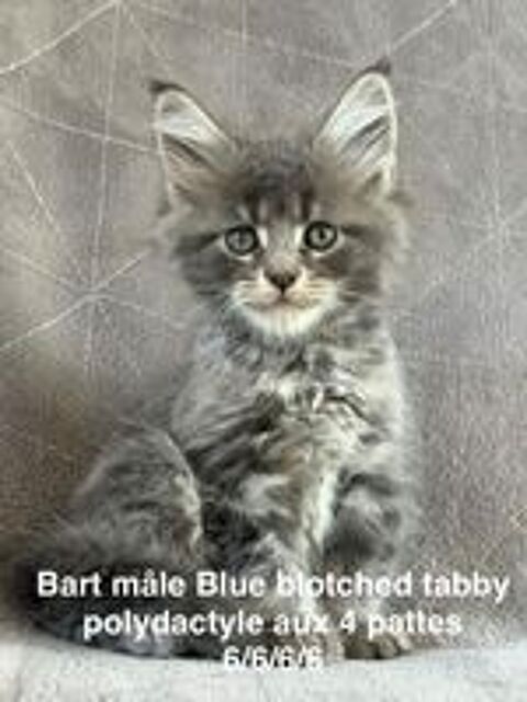   Superbes Chatons Maine coon mâles et femelle LOOF 
