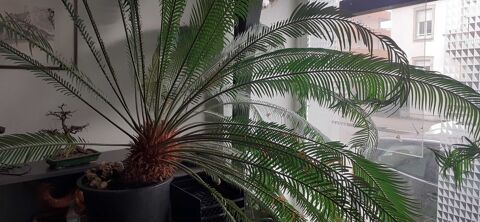 Plante d'ornement  23 ans  600e 600 Schiltigheim (67)