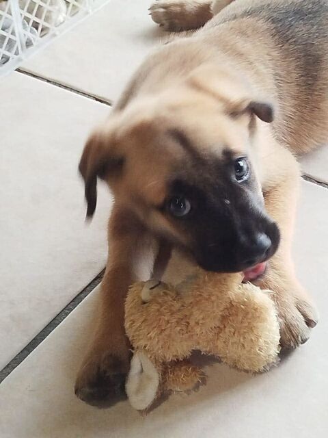 Hunk, mâle croisé berger, né le 10/03/2025 &#128054; 300 37000 Tours