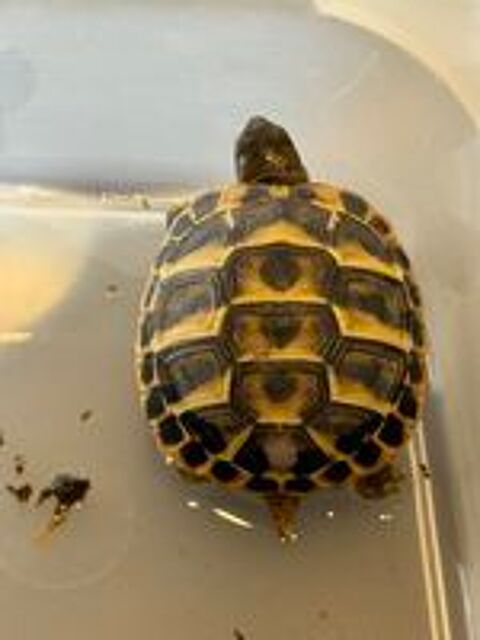   Tortue HH BB  