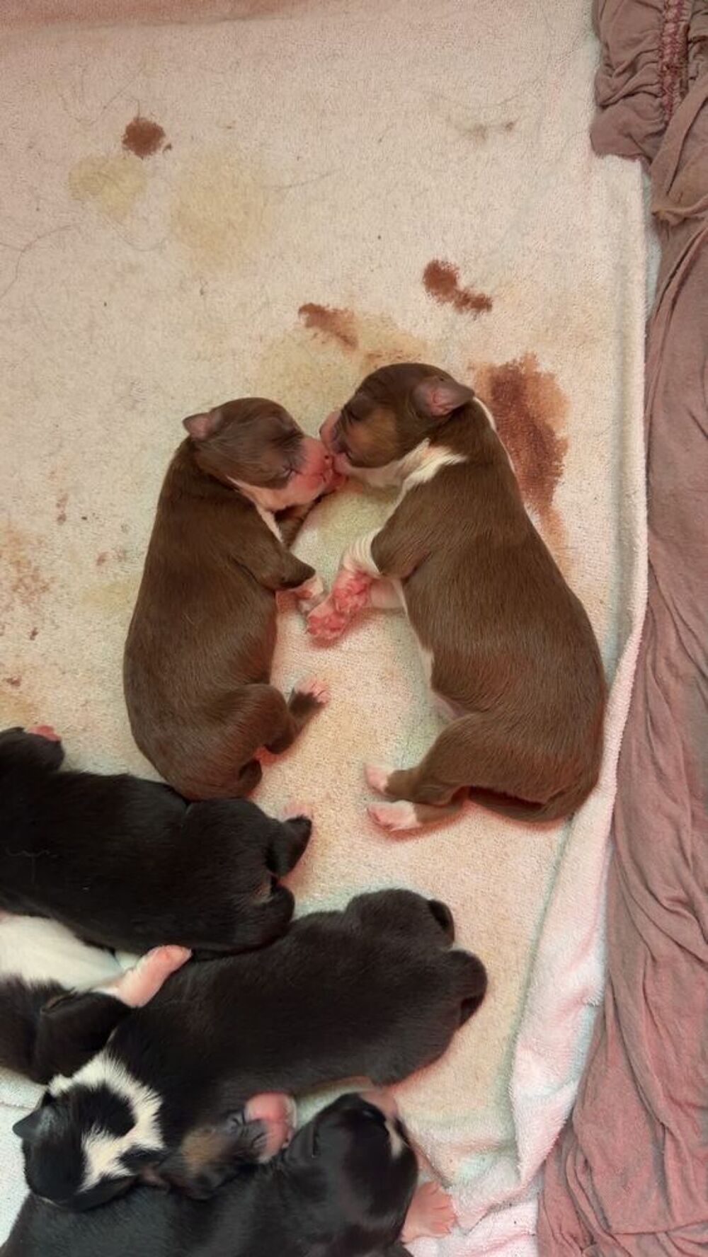   Chiots d'apparence Berger Australien non LOF nés le 19/09/20 