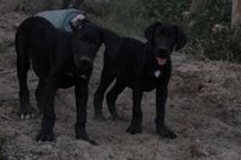   Dogue allemand 