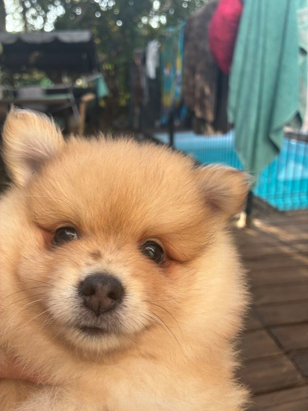   SPITZ NAINS  