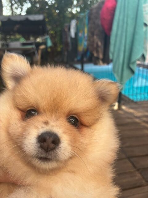 SPITZ NAINS 900 34790 Grabels