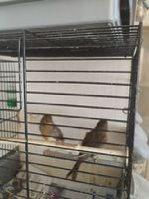   Canaris  