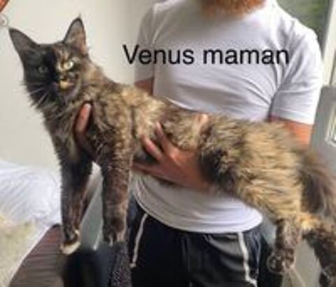   Deux maine coon m   les LOOF 