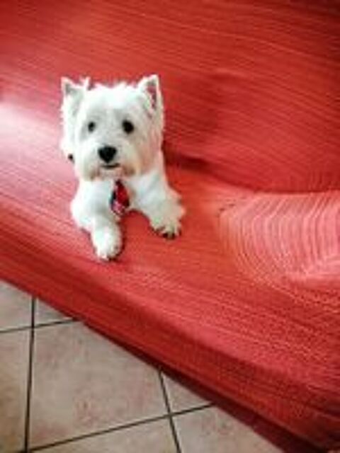   BEAU MÂLE WESTIE RECHERCHE FIANÇÉE POUR UNE 1ère SAILLIE  