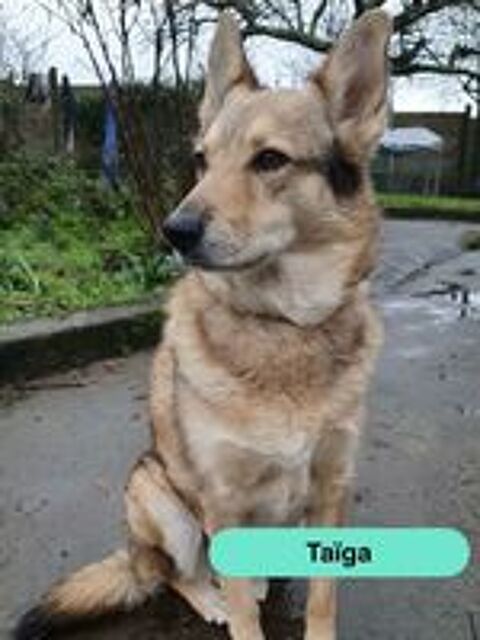   Taiga, chienne loup tch�que � adopter 