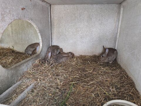 15 Lapins de garenne disponible 14 59226 Lecelles