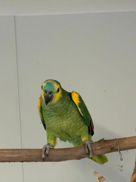  AMAZONE A FRONT BLEU MALE 2025 450 35133 Romagn�