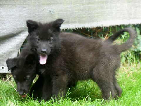 Chiots Chien loup  1400 91650 Breuillet