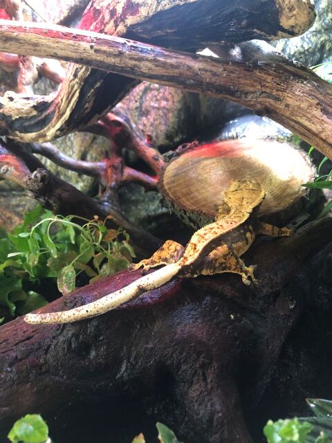 Gecko &agrave; cr&ecirc;te avec ou sans terrarium 125 85130 Saint-aubin-des-ormeaux