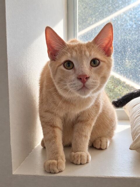 GULLIVER CHATON BEIGE SABLE 5 MOIS 225 92260 Fontenay-aux-roses