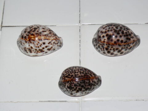 Coquillages 6 Saintes (17)