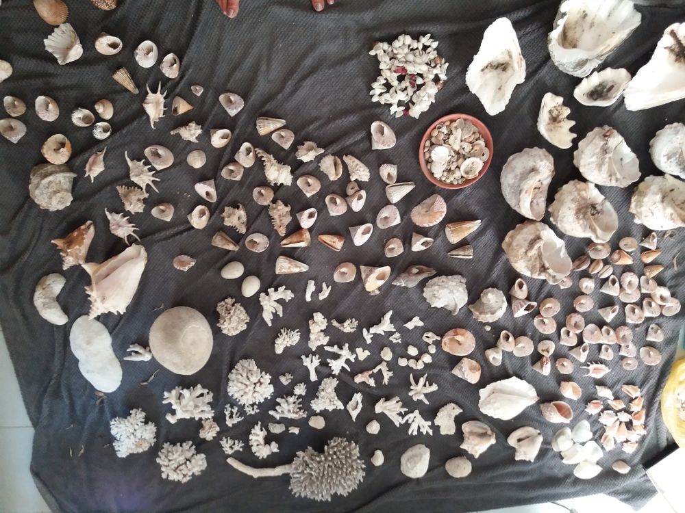 coquillage et coraux 