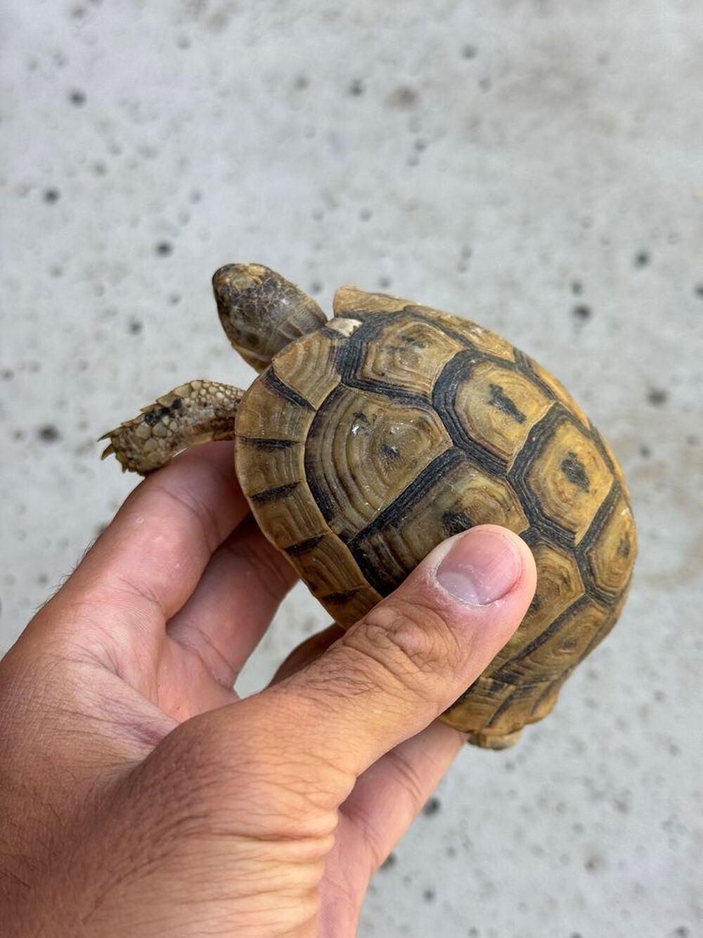   tortue terrestre greqa  