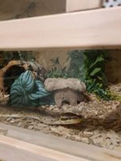   Serpent python royal (regius) 