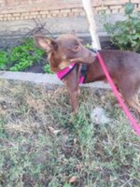   A L'ADOPTION CHACHA 