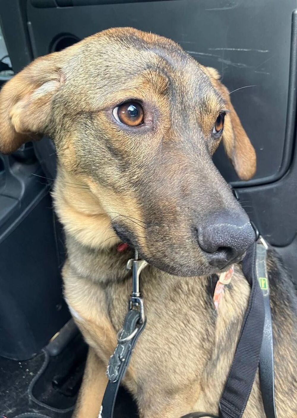   COCO SE TROUVE EN FAMILLE D'ACCUEIL SUR PARIS 