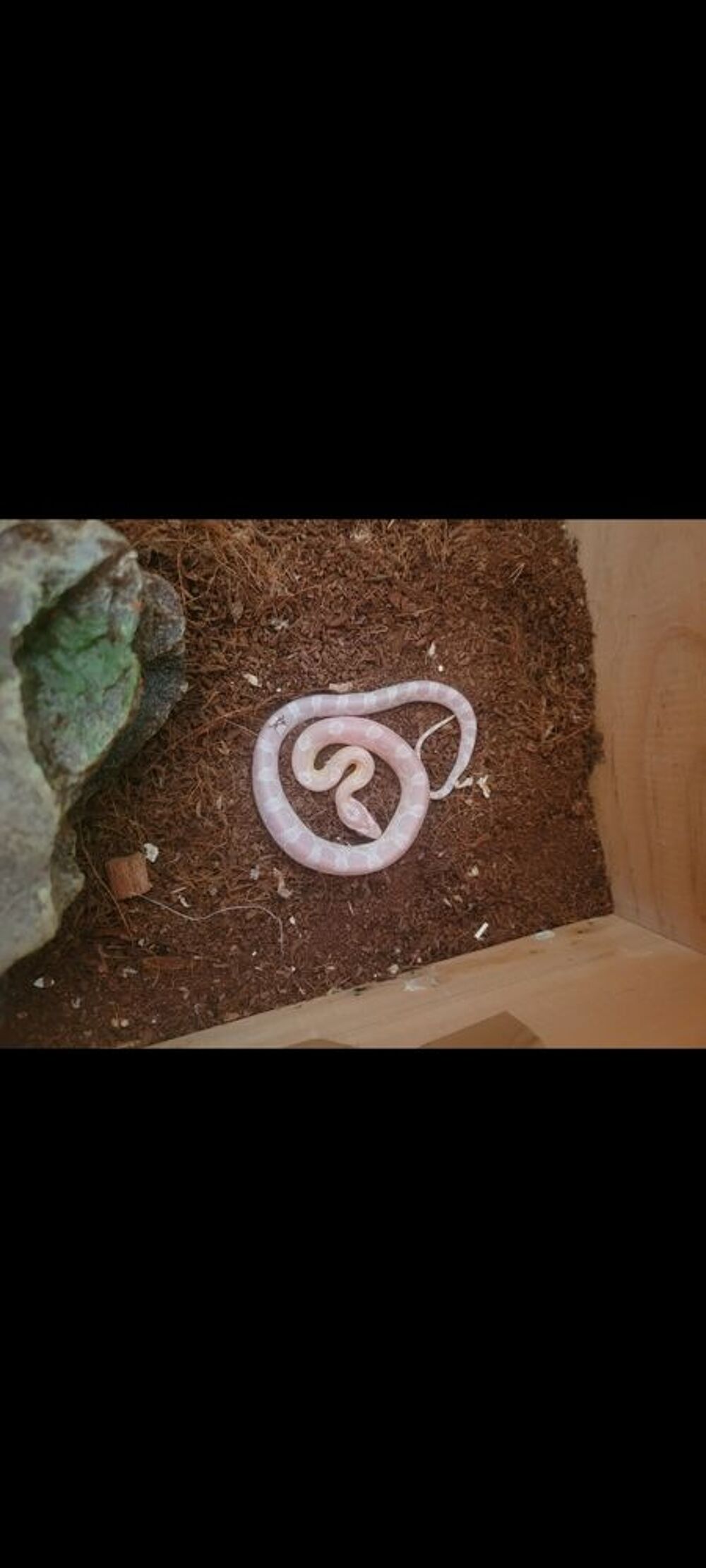   Serpent pantherophis  
