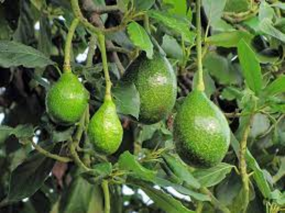 AVOCATIER Jardin