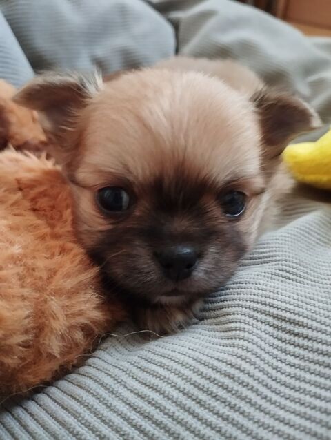 Chiots chihuahuas LOF poil long 1800 17100 Saintes