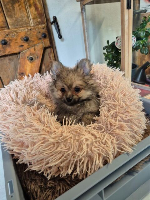     femelle  SPITZ  x pomchi 
1400 17400 Saint-denis-du-pin