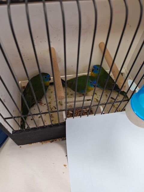 Peruche turquoisine
40 45460 Les bordes