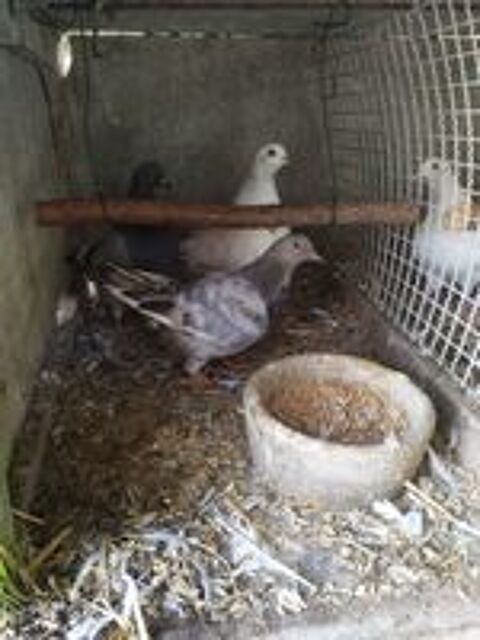   Pigeon 