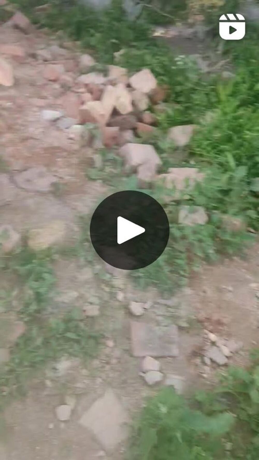   CHIENS D' UKRAINE 