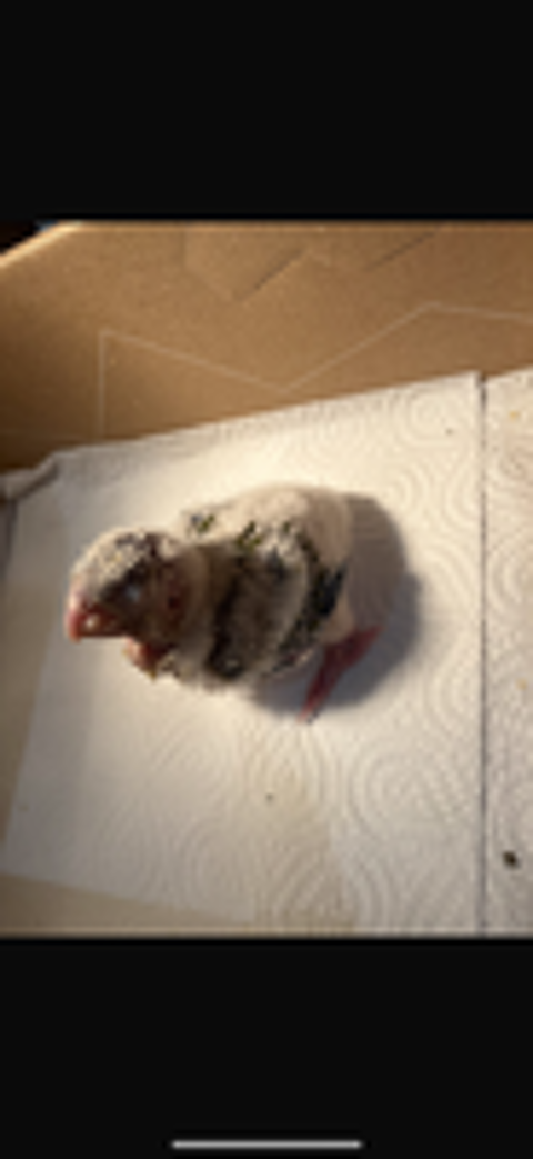   Bébé conure  