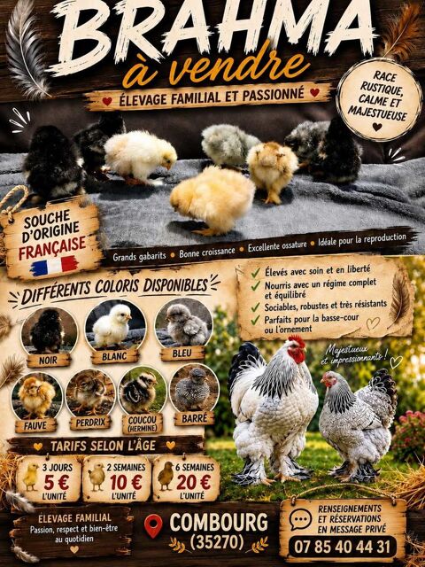 poule brahma 0 35270 Combourg