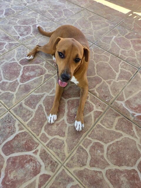 Frisky, M&acirc;le, X Berger, n&eacute; le 01/04/2025 🐶 380 92000 Nanterre