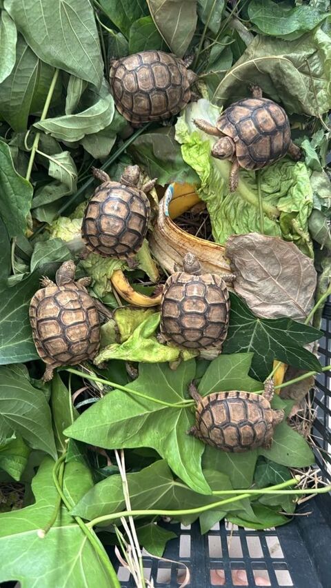 B&eacute;b&eacute; tortues terrestres mauresque grecque 100 59650 Villeneuve-d'ascq