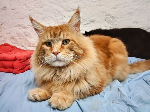 Chatons males /femelles  differantes couleurs 790 07600 Vals-les-bains