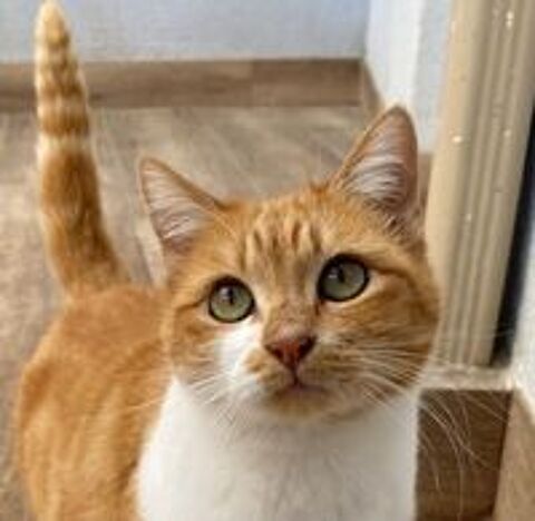   RUBIA 