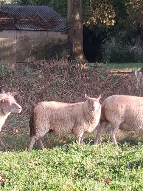 B&eacute;liers 1 an 500 35470 Pl�ch�tel