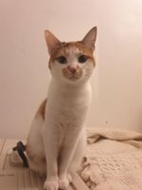   Azale minette  adopter  