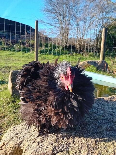 Poule de Pékin petite taille 25 29390 Scar