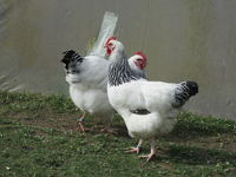    Oeufs poule et coq SUSSEX HERMINEE noire pure race 