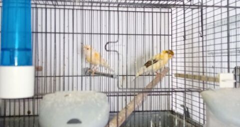 Canaris 50 17260 Gmozac