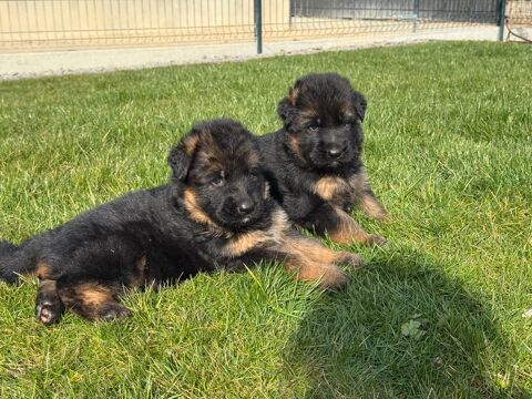 CHIOTS BERGER-ALLEMAND POILS LONGS 1400 68127 Sainte-croix-en-plaine